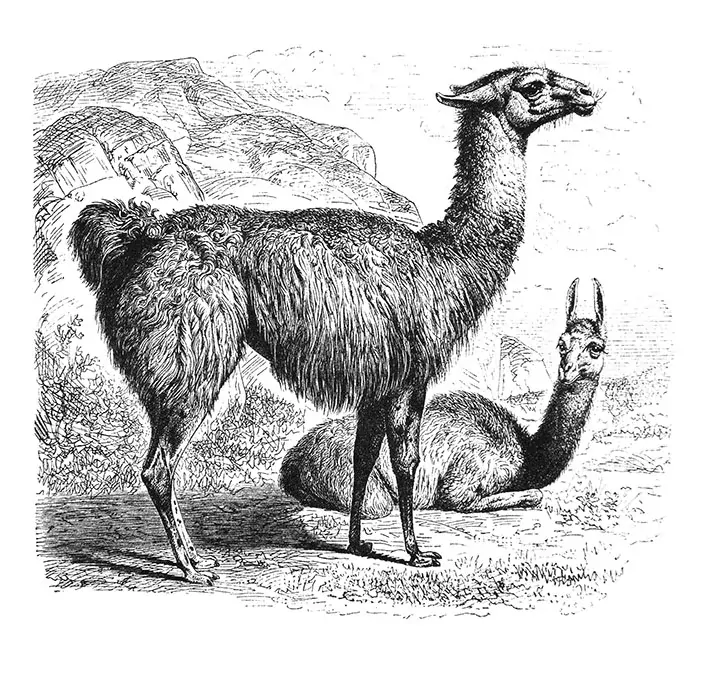 Tričko - lama