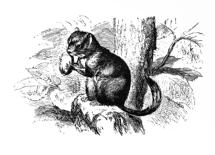 Tričko - plch lískový