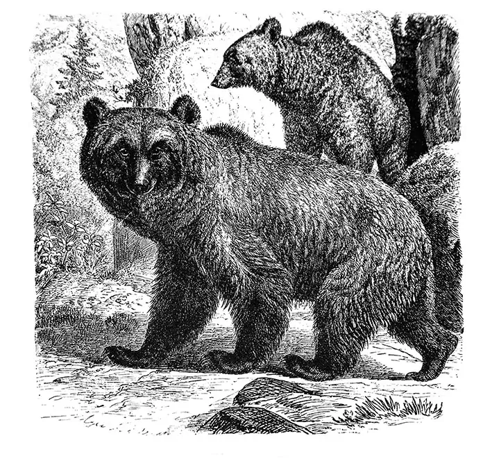 Tričko - medvěd brtník