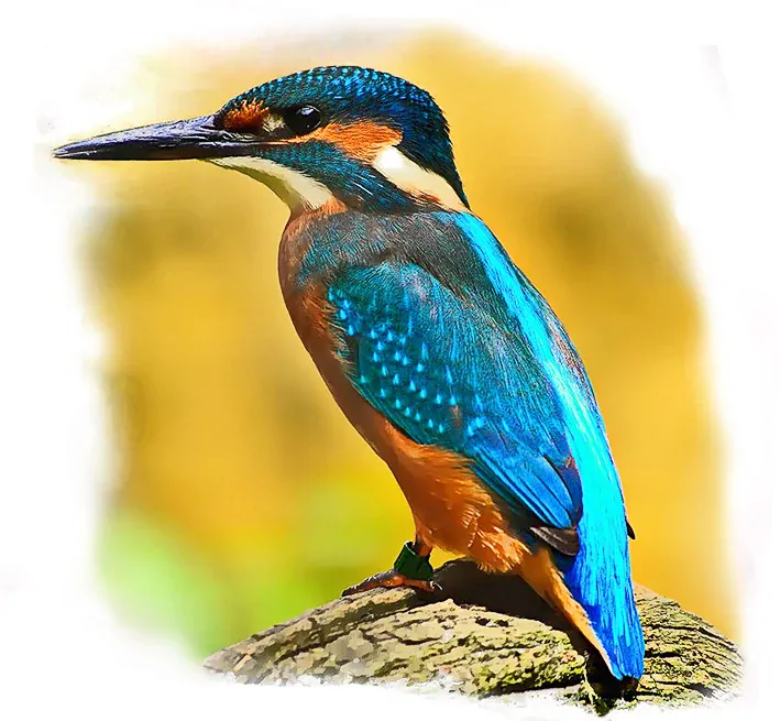 Tričko - ledňáček