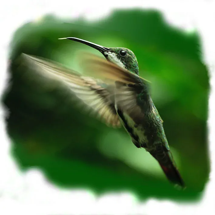 Tričko - kolibřík 4