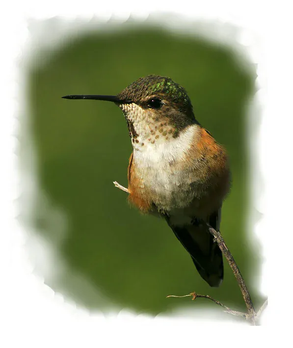 Tričko - kolibřík 9