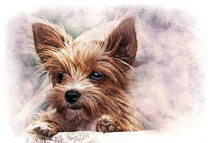 Tričko - pes 2  Jorkšírský teriér