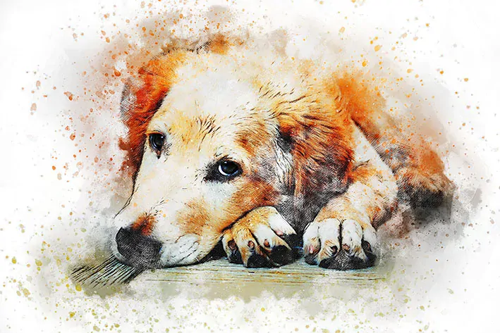 Tričko - pes 9 zlatý retrívr