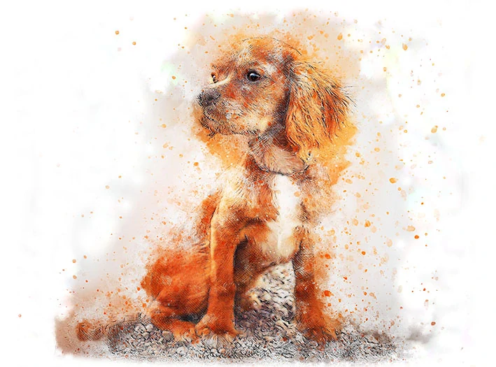 Tričko - pes kokršpaněl 2