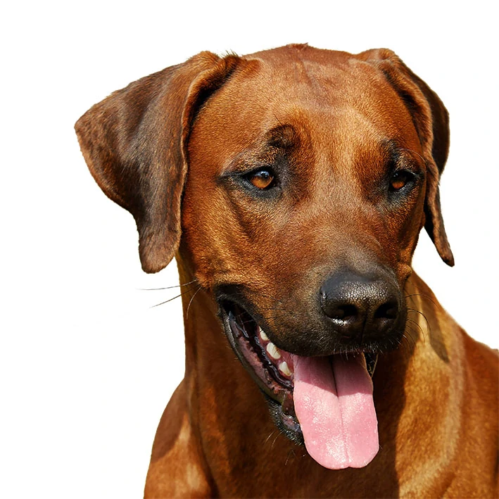 Tričko - pes rhodéský ridgeback