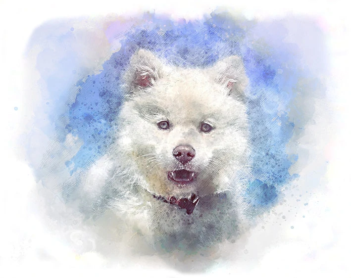 Tričko - pes samojed