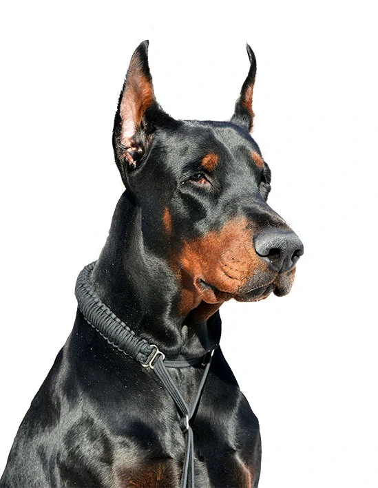 Tričko - pes dobrman