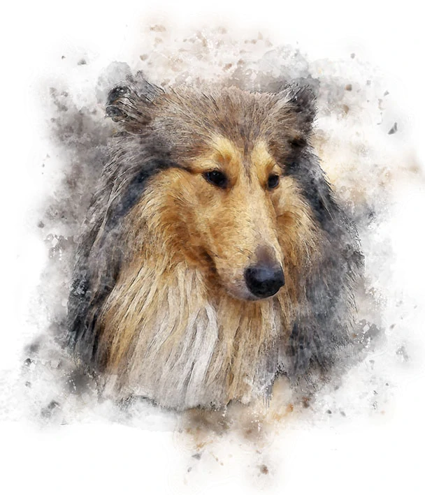 Tričko - pes kolie 2