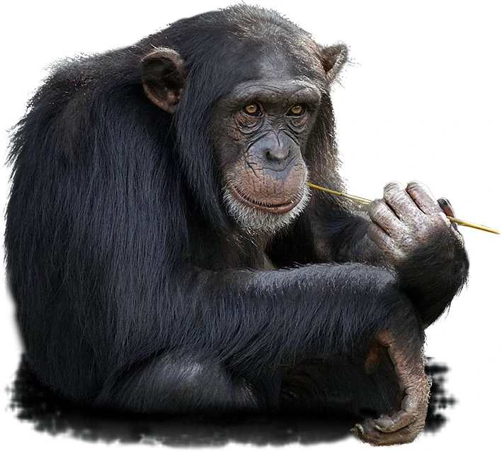 Tričko - šimpanz 2