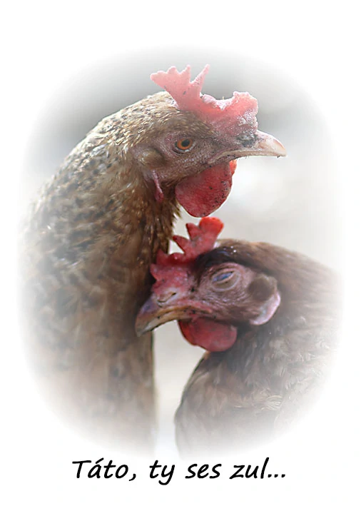 Tričko - vtípky - Táto, ty ses zul...