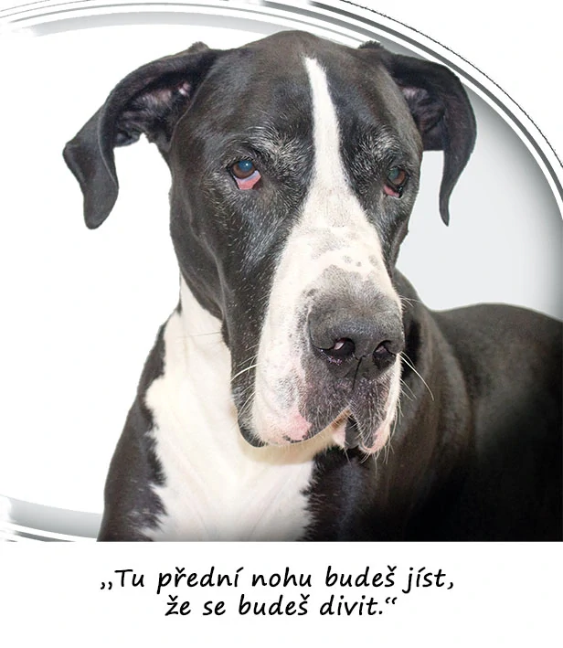 Tričko - vtípky - „Tu přední nohu budeš jíst, že se budeš divit.“