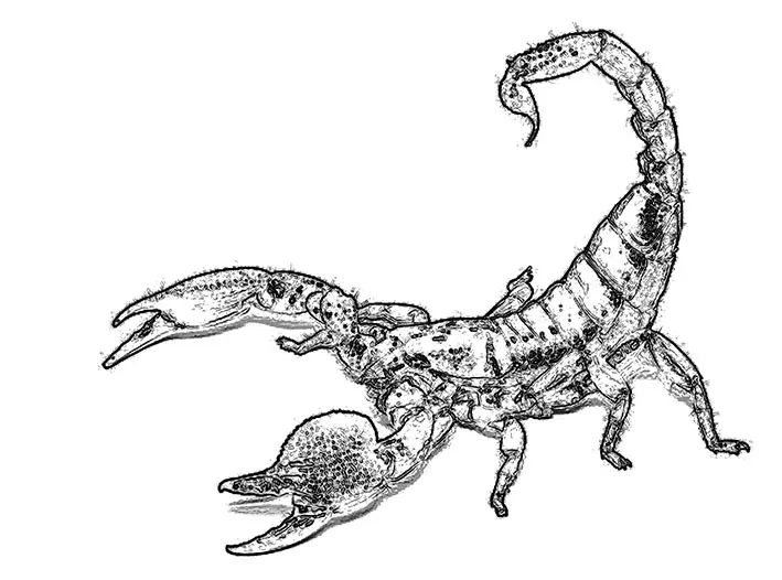 Tričko - Zvěrokruh - štír