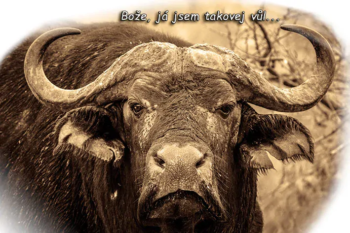 Tričko - vtípky - Bože, já jsem takovej vůl