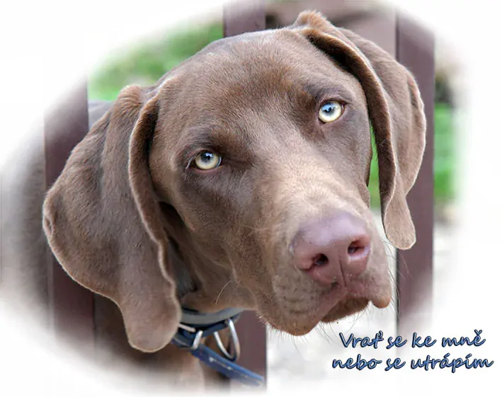 Tričko - vtípky - Vrať se ke mně nebo se utrápím